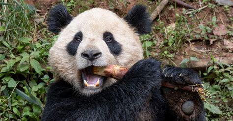 cumshots on granny|San Diego Zoo to Receive 2 Giant Pandas From China.